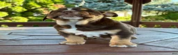 English Bulldog dogs for sale: Rolo - Ad 4