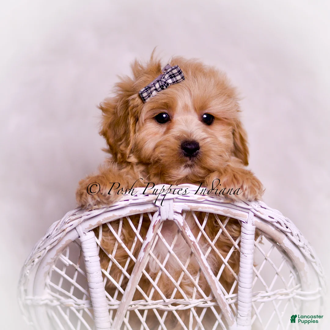 Maltipoo dogs for sale: Bobo - Ad 2