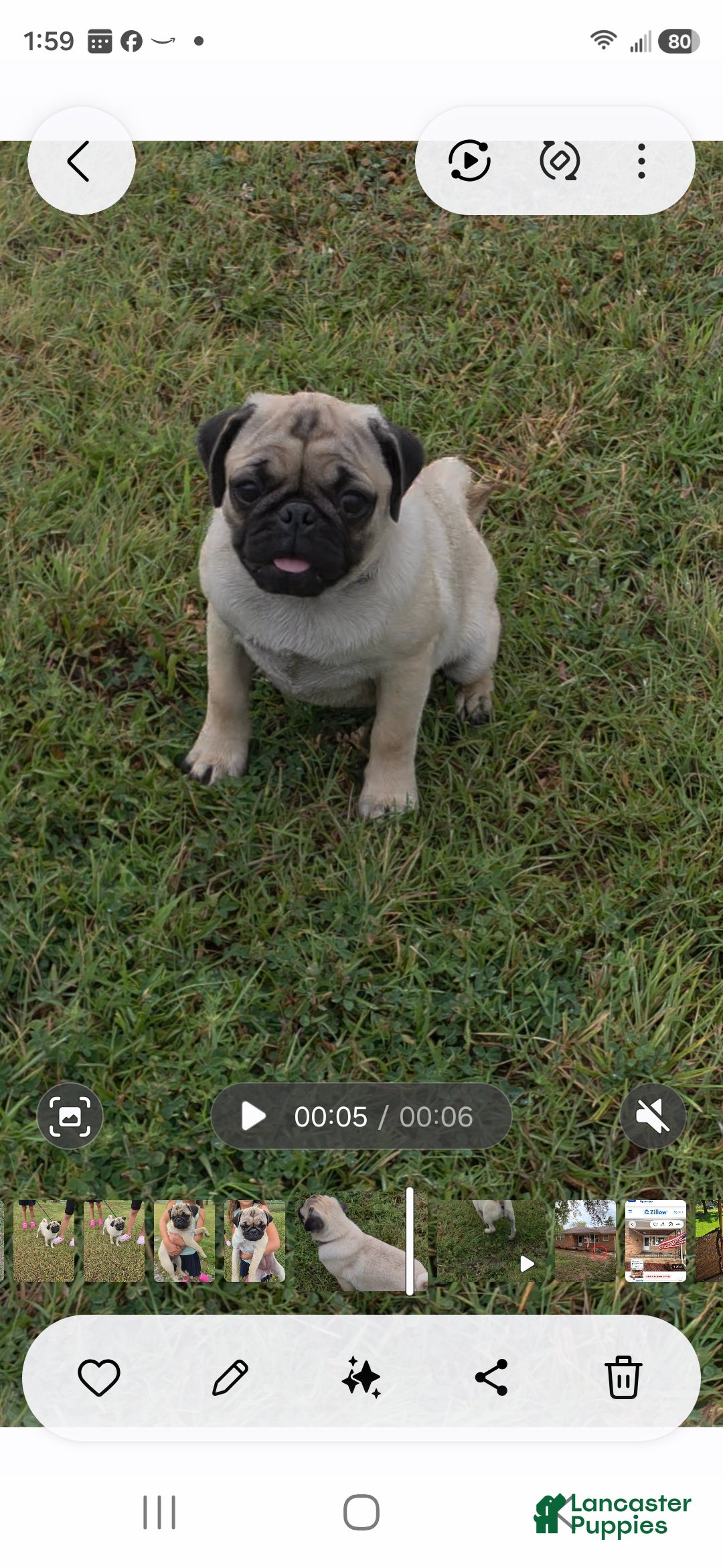 Pug dogs Prince - Ad 1