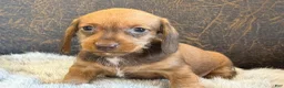 Miniature Dachshund dogs for sale: Dash - Ad 7