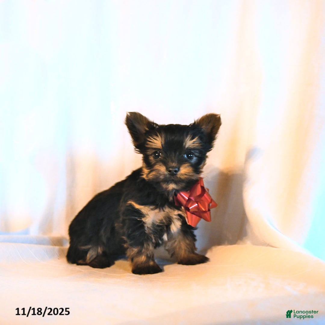 Yorkshire Terrier dogs for sale: Diamond - Ad 1