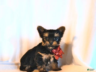 Yorkshire Terrier dogs Diamond - Ad 25