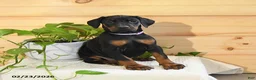 Doberman Pinscher dogs for sale: Aspen - Ad 2