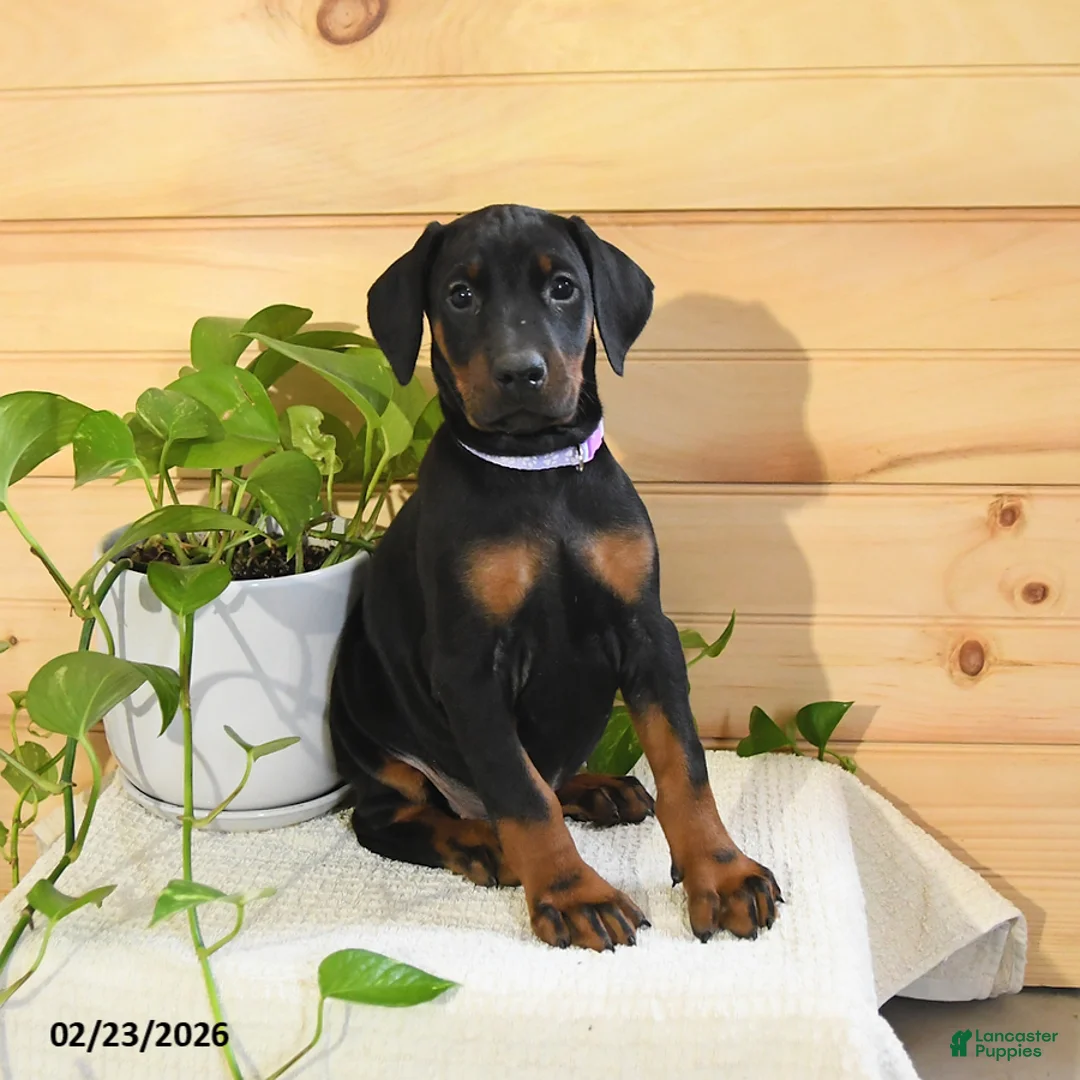 Doberman Pinscher dogs for sale: Aspen - Ad 2