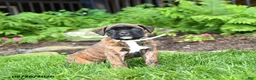 Boxer dogs for sale: Buttercup - Ad 1