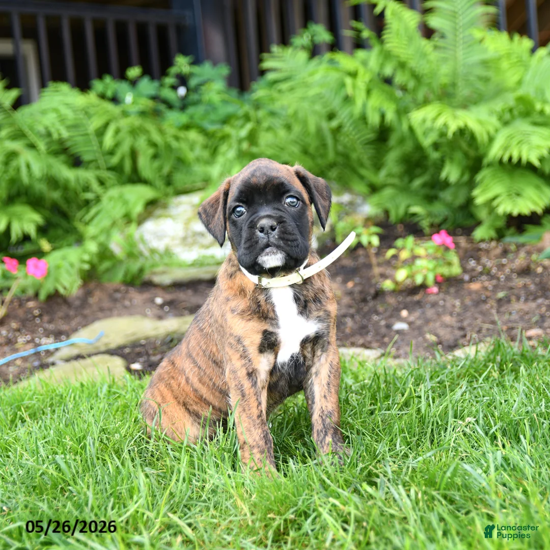 Boxer dogs for sale: Buttercup - Ad 1