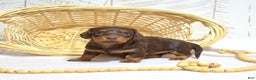 Miniature Dachshund dogs for sale: Luna  - Ad 3