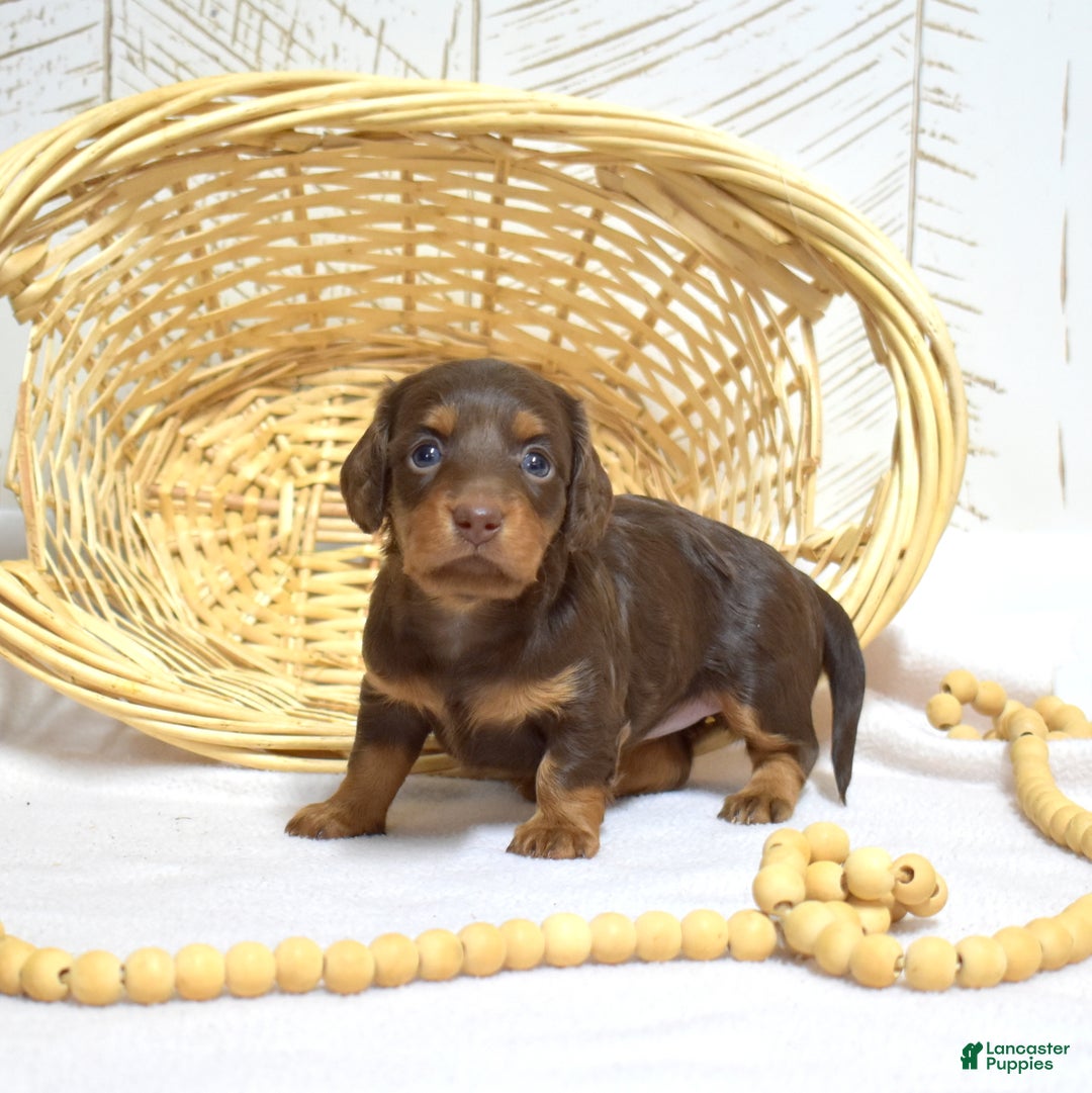 Miniature Dachshund dogs for sale: Luna  - Ad 3