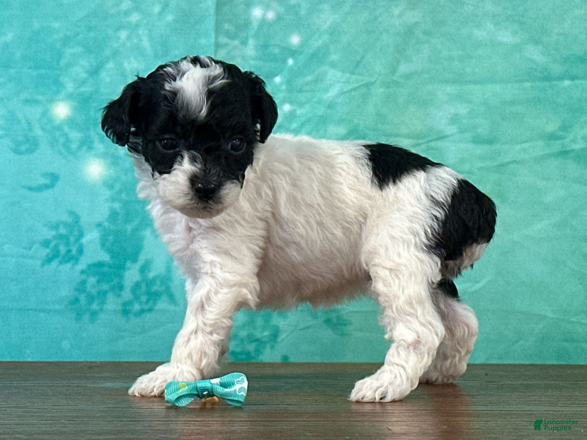 Miniature Poodle dogs Ariel - Ad 1