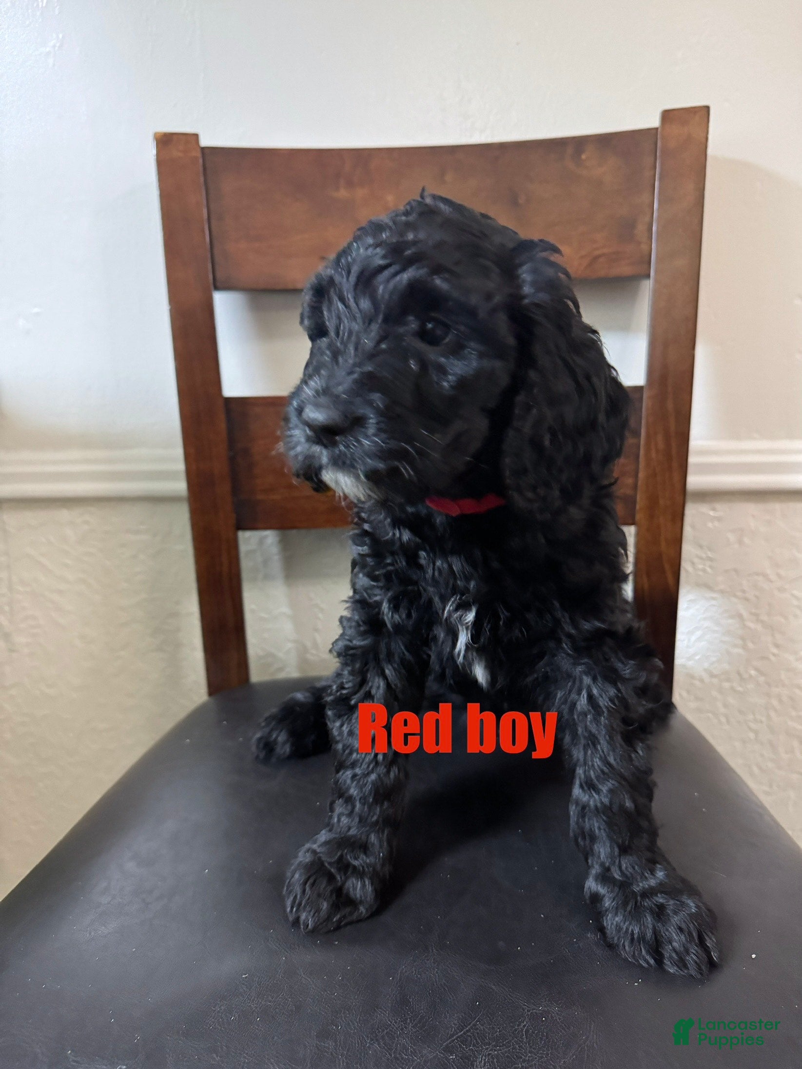 Labradoodle dogs Labradoodle Puppy 2 - Ad 2