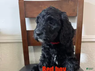 Labradoodle dogs Labradoodle Puppy 2 - Ad 2