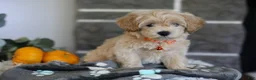 Maltipoo dogs for sale: Mochi - Ad 13
