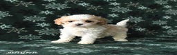 Cavapoo dogs for sale: Fluffy - Ad 1