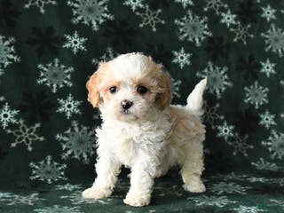 Cavapoo dogs Fluffy - Ad 20