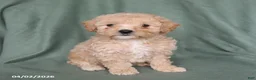 Maltipoo dogs for sale: Hope - Ad 1
