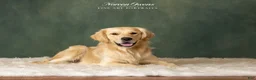 Golden Retriever dogs for sale: Golden Retriever 5 - Ad 2
