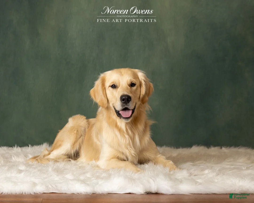 Golden Retriever dogs for sale: Golden Retriever 5 - Ad 2