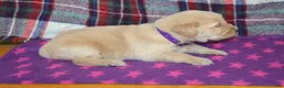 Golden Retriever dogs for sale: Mandy - Ad 9