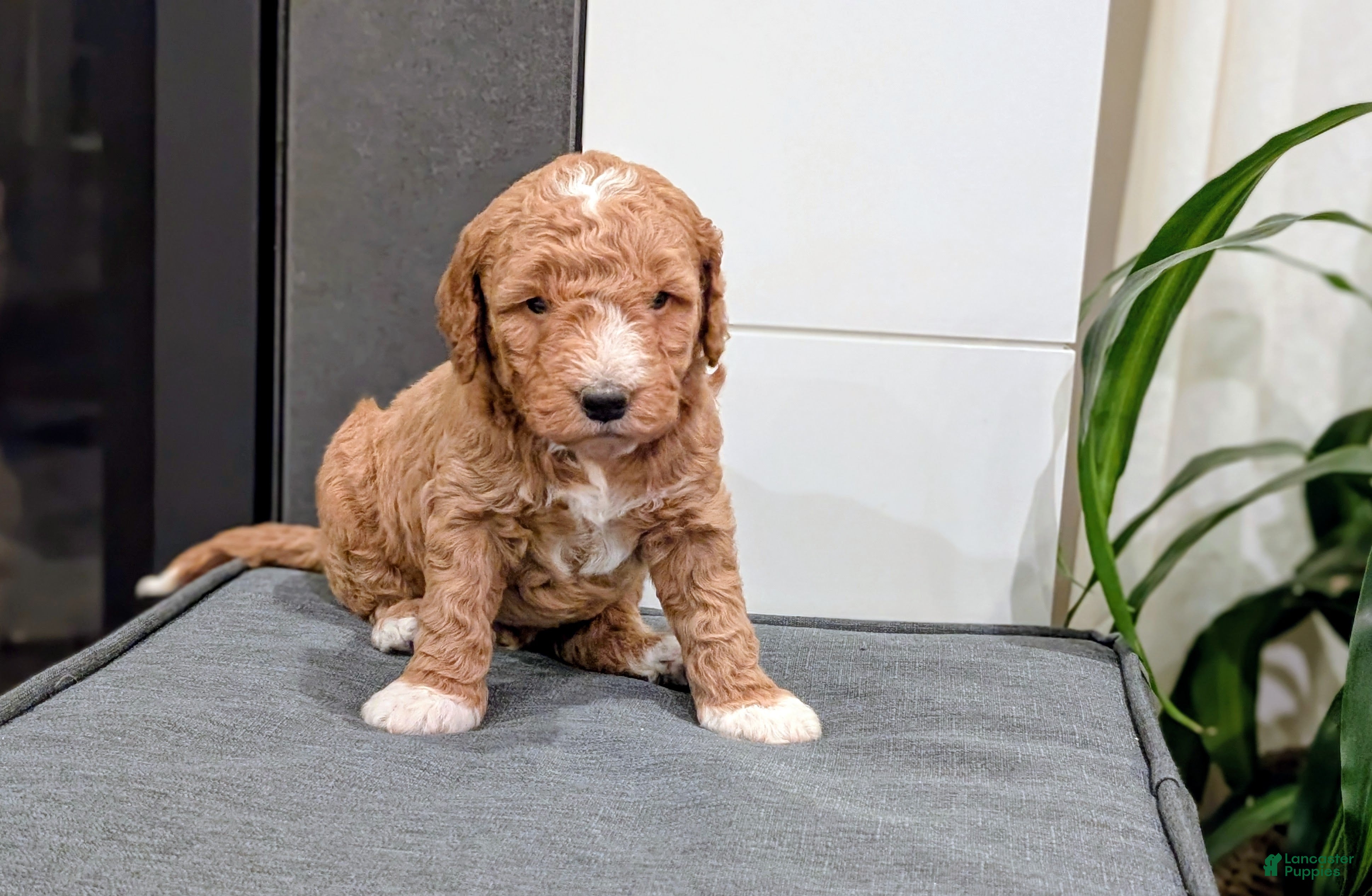 Mini Goldendoodle dogs Benji - Ad 1