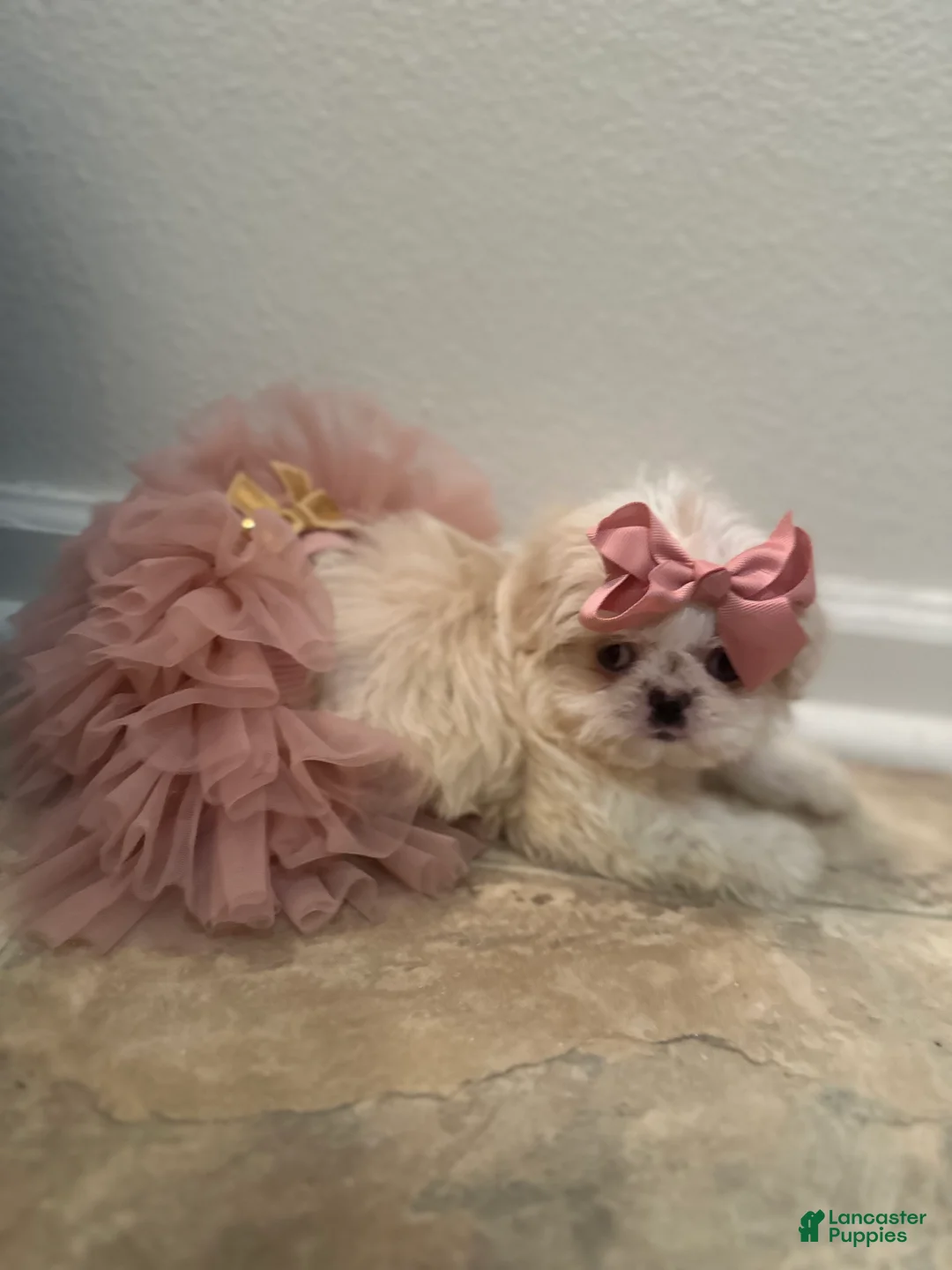 Shih Tzu dogs for sale: Minnie  - Ad 3