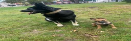 Mixed Breed dogs for sale: Mixed Breed 1 - Ad 8