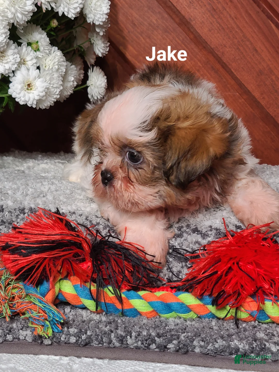 Shih Tzu dogs for sale: Jake  - Ad 2