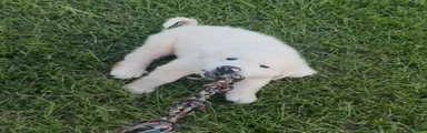 Great Pyrenees 2
