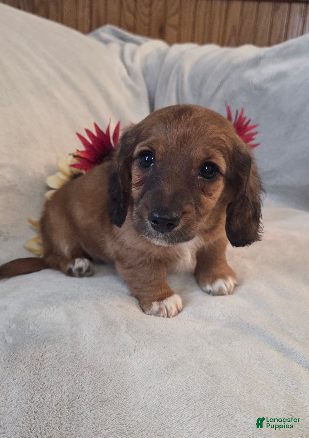 Miniature Dachshund dogs for sale: Mocha - Ad 1