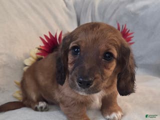 Miniature Dachshund dogs Mocha - Ad 4