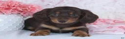 Miniature Dachshund dogs for sale: Darcie - Ad 1