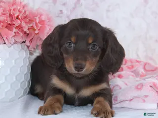 Miniature Dachshund dogs for sale: Darcie - Ad 2
