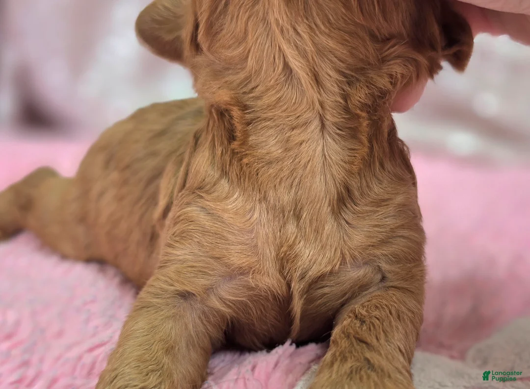 Cavapoo dogs for sale: Garnet - Ad 7