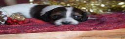 Dachshund dogs for sale: Princess - Ad 5
