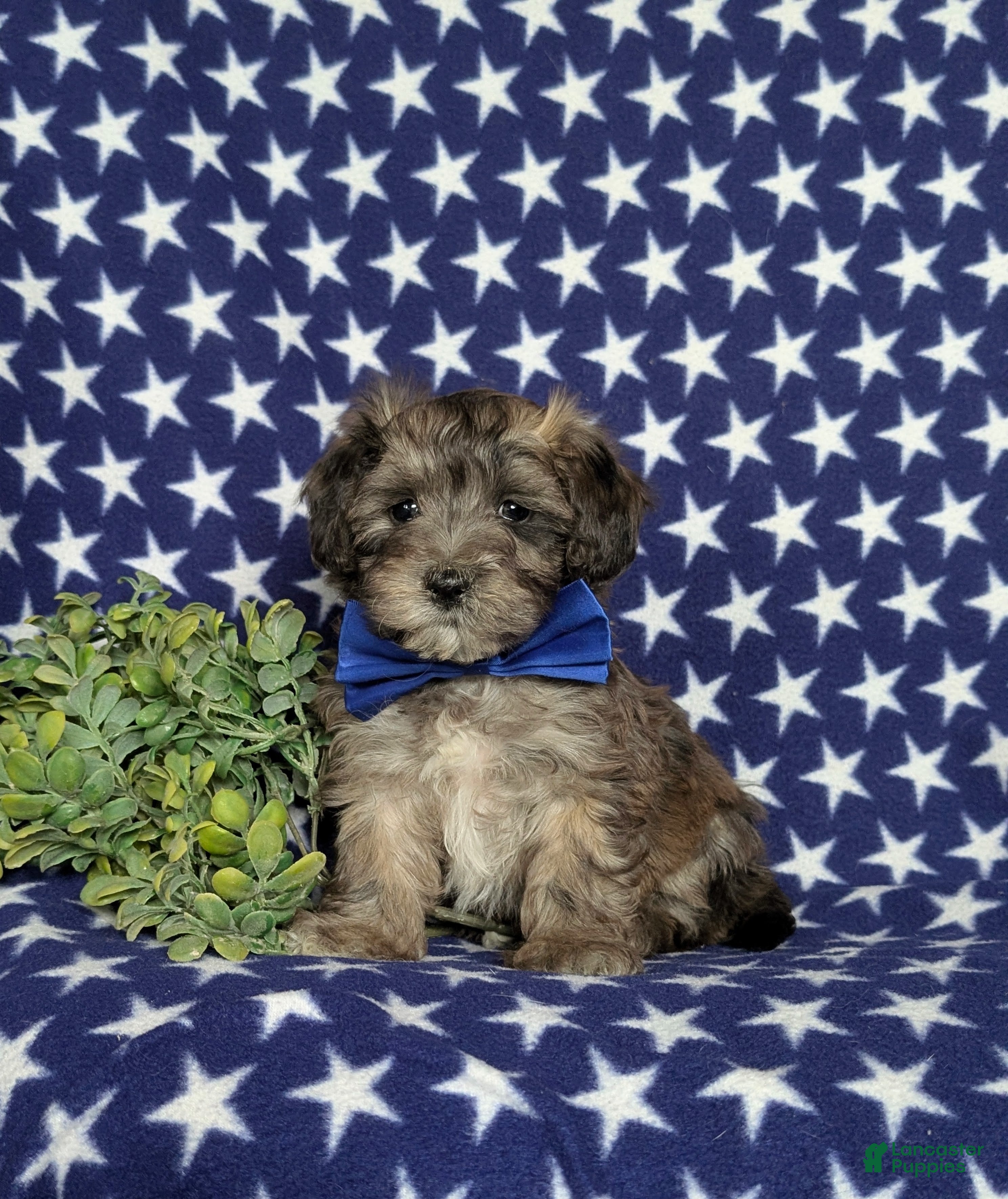 Maltipoo dogs Carl - Ad 24
