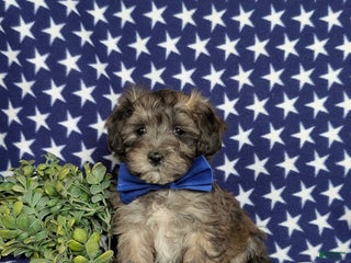Maltipoo dogs Carl - Ad 22