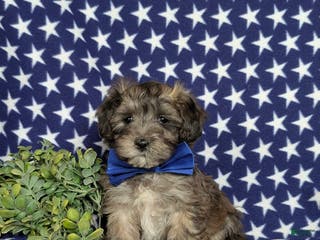 Maltipoo dogs Carl - Ad 21