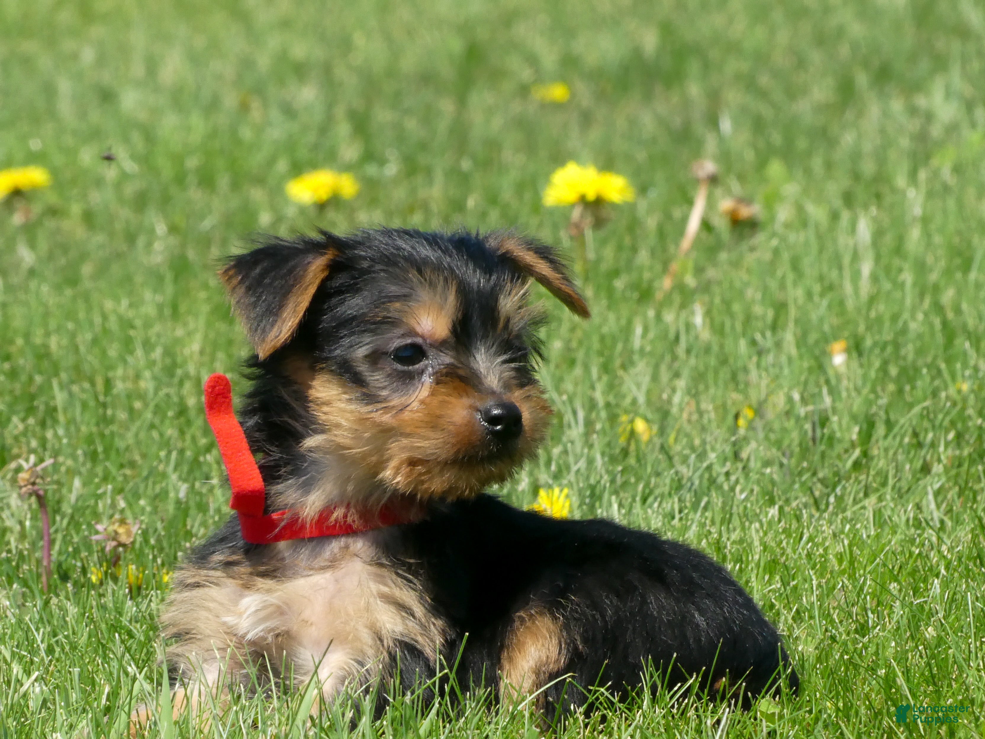 Yorkshire Terrier dogs Cookie - Ad 2