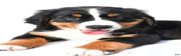 Bernese Mountain Dog dogs for sale: Phoebe - Ad 6