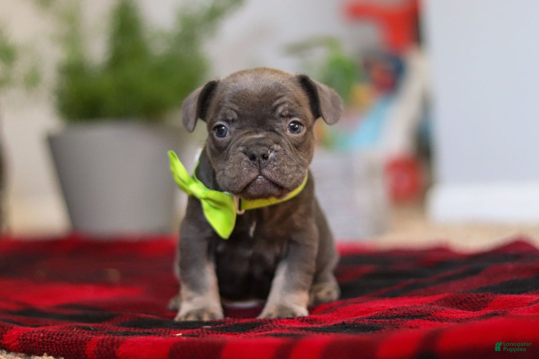 Frenchton dogs for sale: Jack - Ad 4