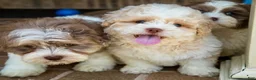Shihpoo dogs for sale: Sullivan - Ad 19
