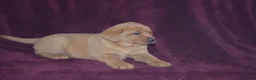 Labrador Retriever dogs for sale: Labrador Retriever Puppy 1 - Ad 3