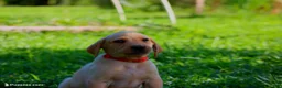 Labrador Retriever dogs for sale: Oakley - Ad 1