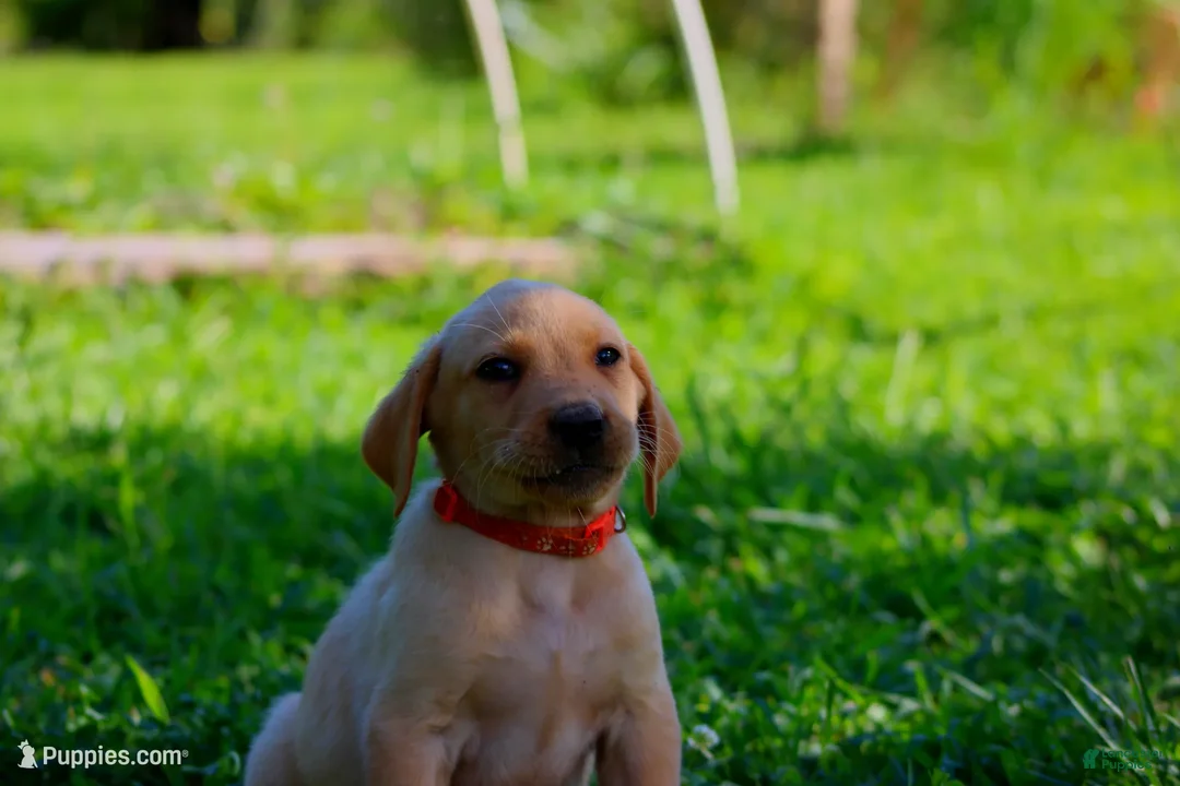 Labrador Retriever dogs for sale: Oakley - Ad 1