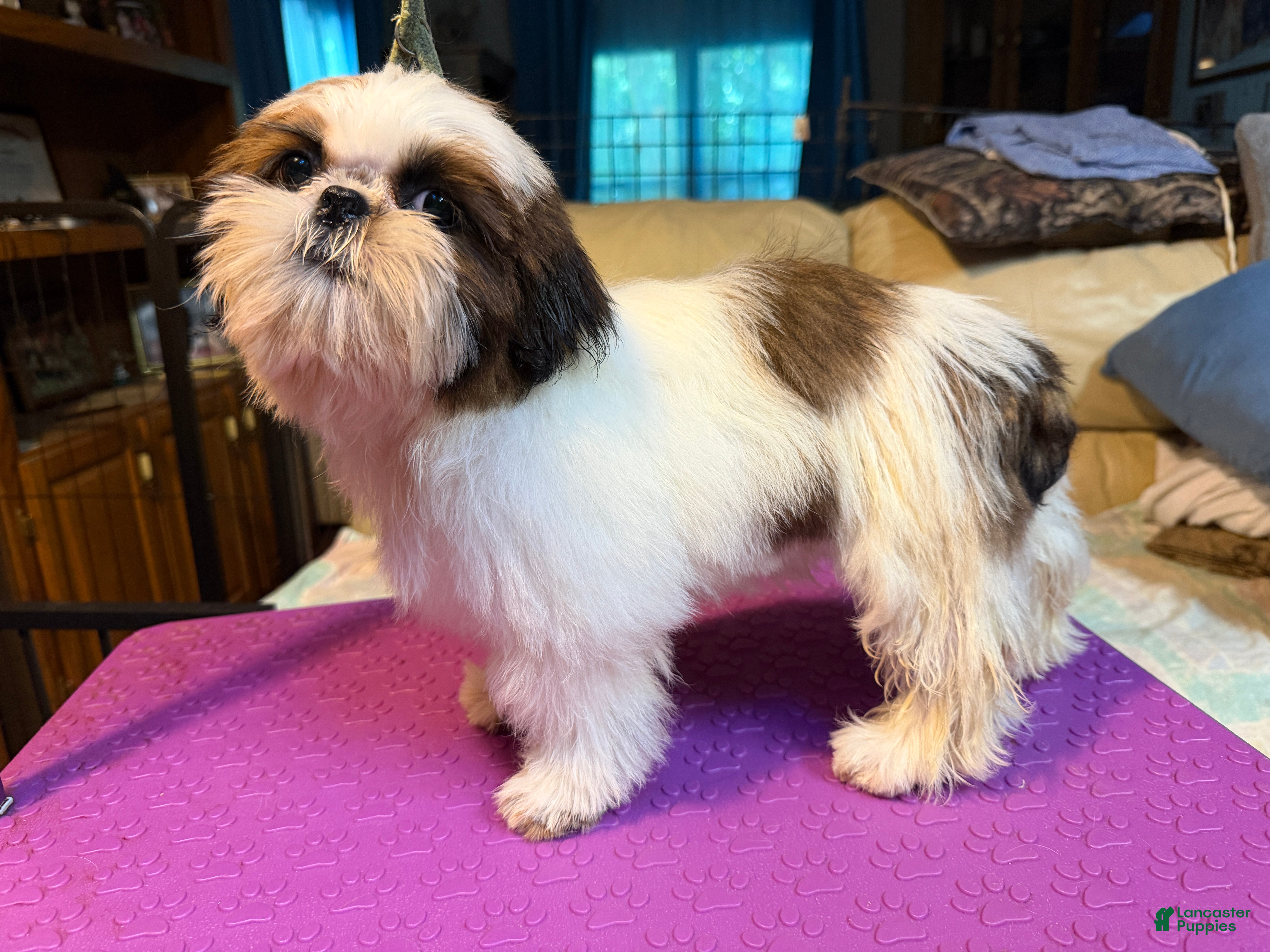 Shih Tzu dogs Aj - Ad 17