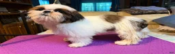 Shih Tzu dogs for sale: Aj - Ad 1