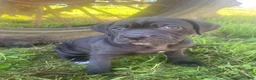 Cane Corso dogs for sale: Jana - Ad 7