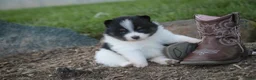 Pomeranian dogs for sale: Persephone Pomeranian  - Ad 3