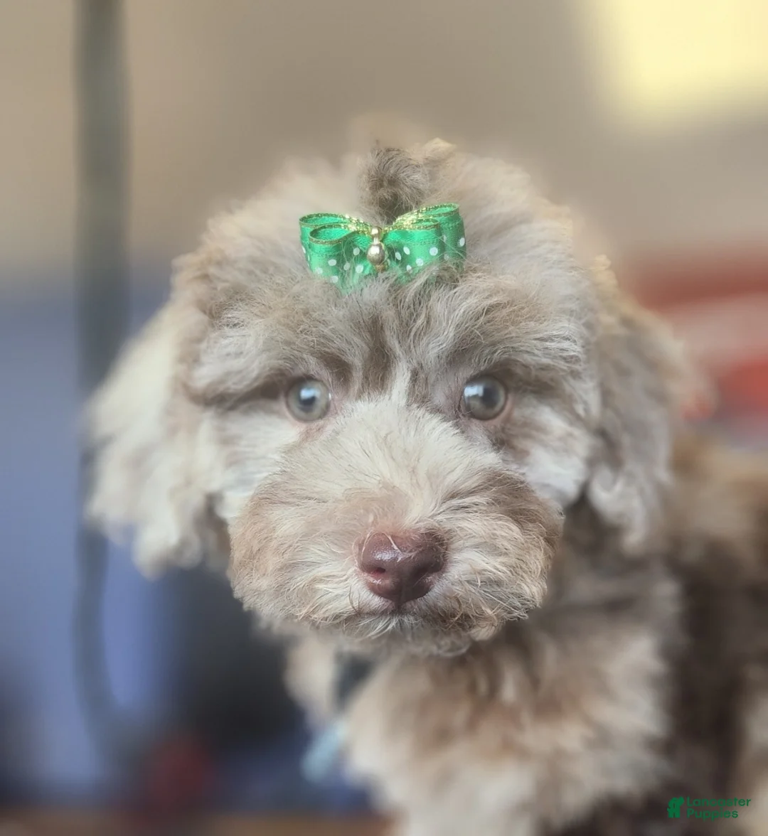 Miniature Poodle dogs for sale: Mocha - Ad 1