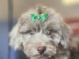 Miniature Poodle dogs Mocha - Ad 30