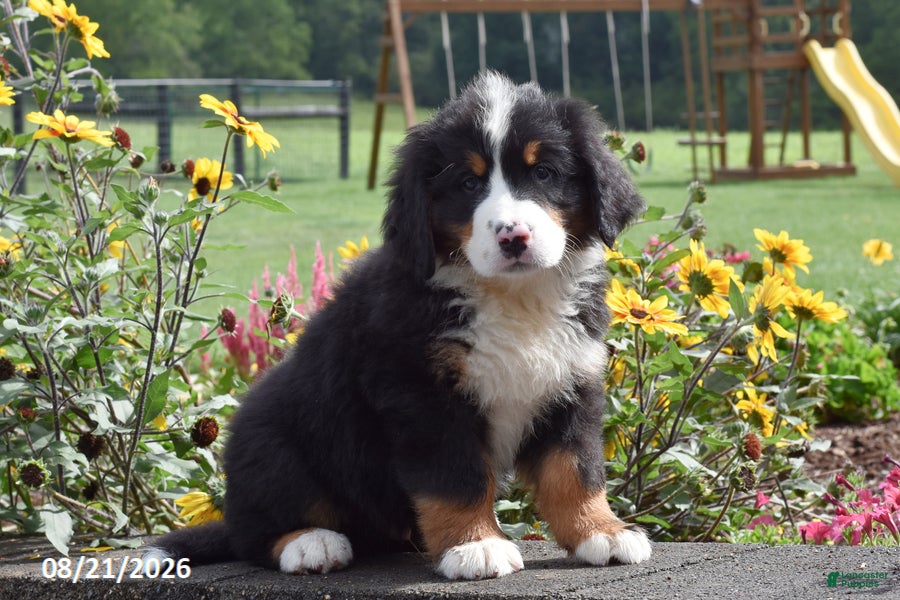 Bernese Mountain Dog dogs Monty - Ad 1